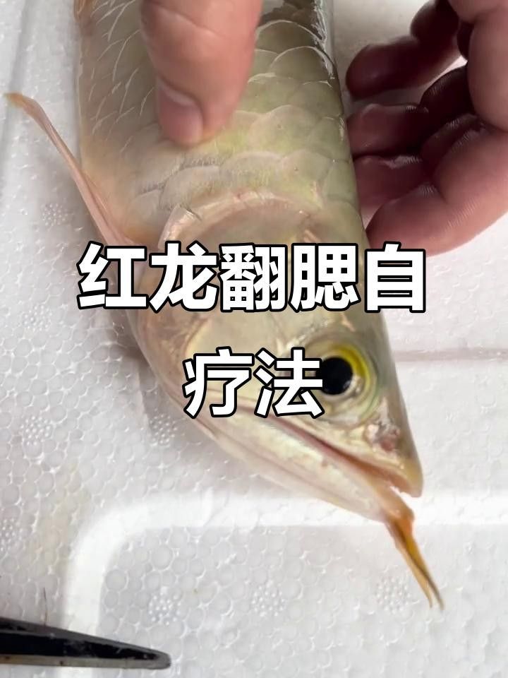龍魚腮蓋鼓起的原因及解決方法及解決方法及解決方法（龍魚翻腮原因及解決方法，手術(shù)技巧全揭秘）