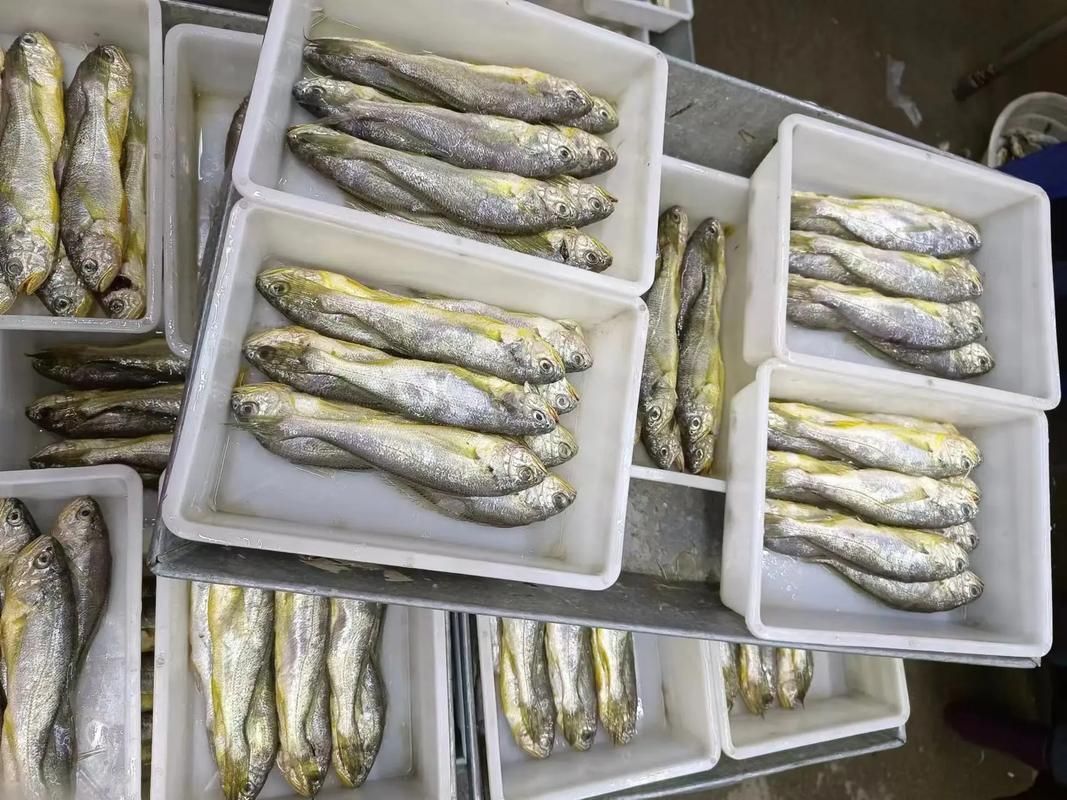 黃岡觀賞魚批發(fā)市場是個專門銷售各種觀賞魚的綜合性市場（烏海龍魚推薦祥龍魚場）