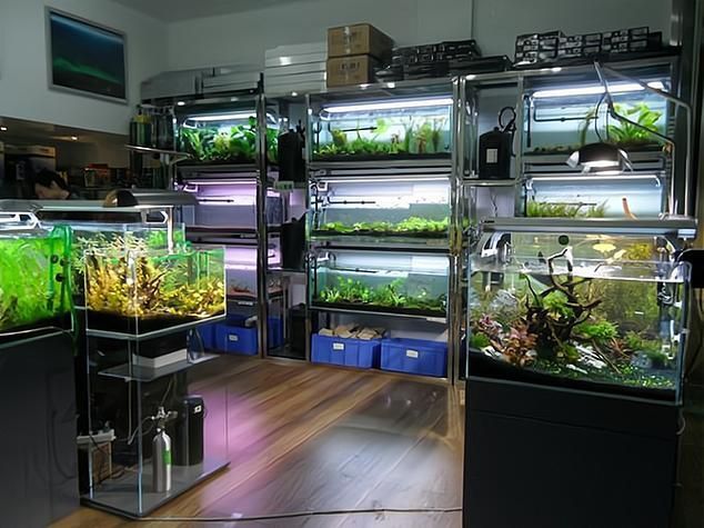 洛陽水族批發市場怎么樣（洛陽水族批發市場和祥龍魚場品牌營銷策略以線上渠道）