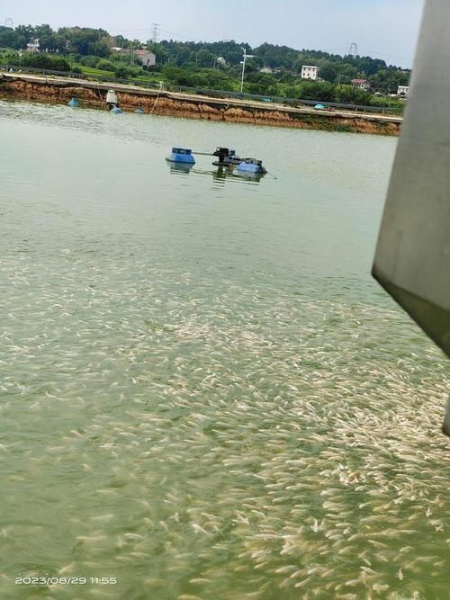 長沙觀賞魚批發市場有哪些主要商戶？（長沙觀賞魚批發市場與祥龍魚場的品牌營銷）