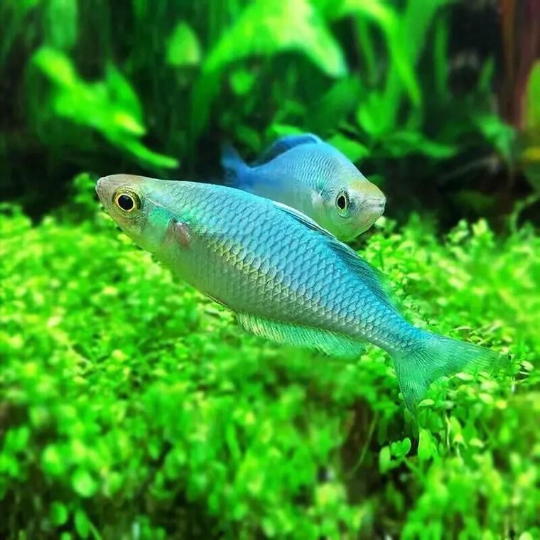 長沙觀賞魚批發市場有哪些主要商戶？（長沙觀賞魚批發市場與祥龍魚場的品牌營銷）
