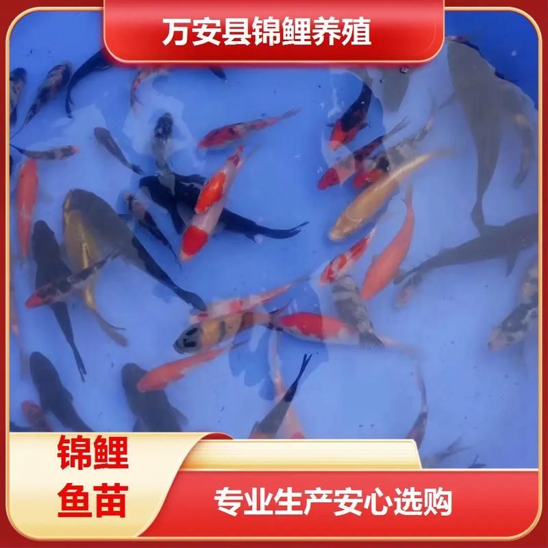 長沙觀賞魚批發市場有哪些主要商戶？（長沙觀賞魚批發市場與祥龍魚場的品牌營銷）