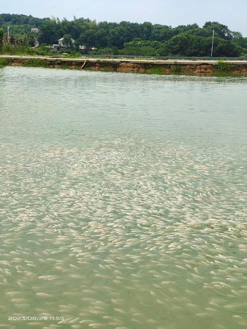 長沙觀賞魚批發市場有哪些主要商戶？（長沙觀賞魚批發市場與祥龍魚場的品牌營銷）