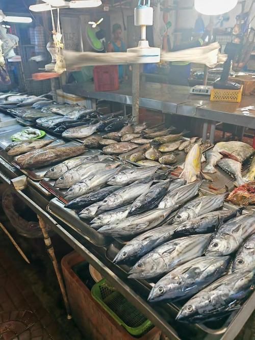 觀賞魚批發市場是一個專門銷售各種觀賞魚的場所（如何進入武漢觀賞魚批發市場？）
