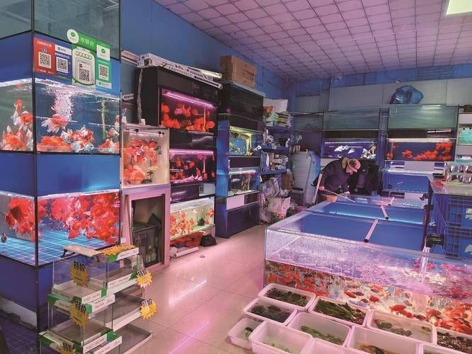 唐山觀賞魚批發市場規模有多大？（唐山觀賞魚批發市場分析）