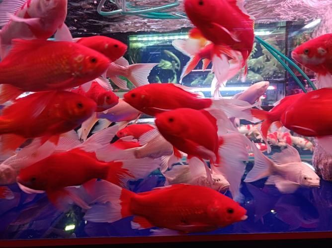 唐山觀賞魚批發市場規模有多大？（唐山觀賞魚批發市場分析）