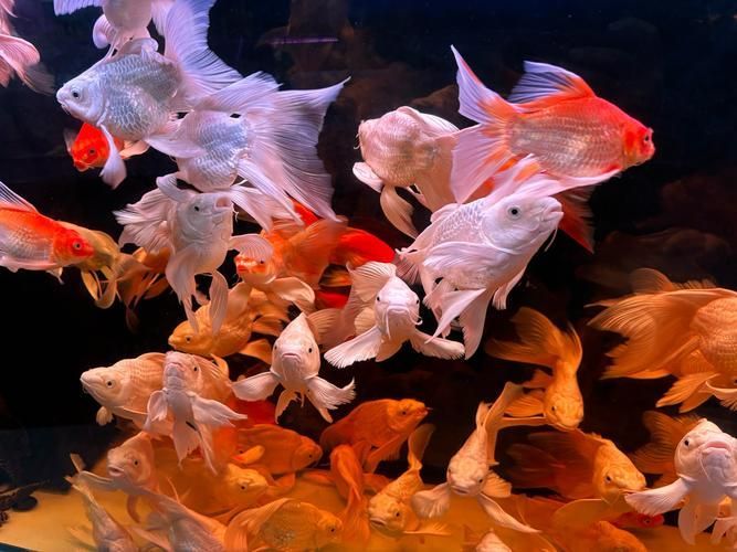 祥龍魚場的養(yǎng)殖技術如何？，州觀賞魚批發(fā)市場是一個集觀賞魚養(yǎng)殖、銷售和相關服務為一體的綜合性市場