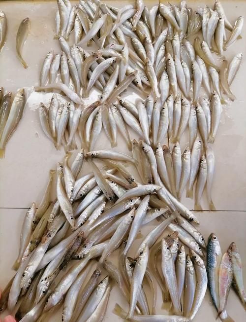 祥龍魚場的養(yǎng)殖技術如何？，州觀賞魚批發(fā)市場是一個集觀賞魚養(yǎng)殖、銷售和相關服務為一體的綜合性市場