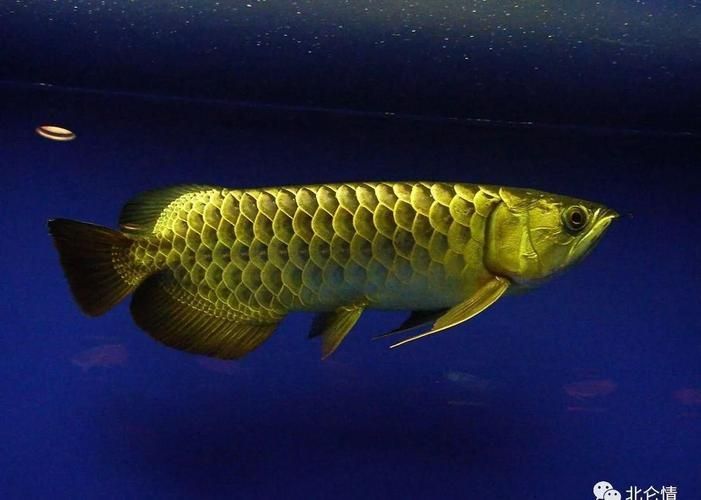 紅河州水族批發(fā)市場營銷-專注龍魚40年，紅河州水族批發(fā)市場是一個充滿活力和潛力的市場