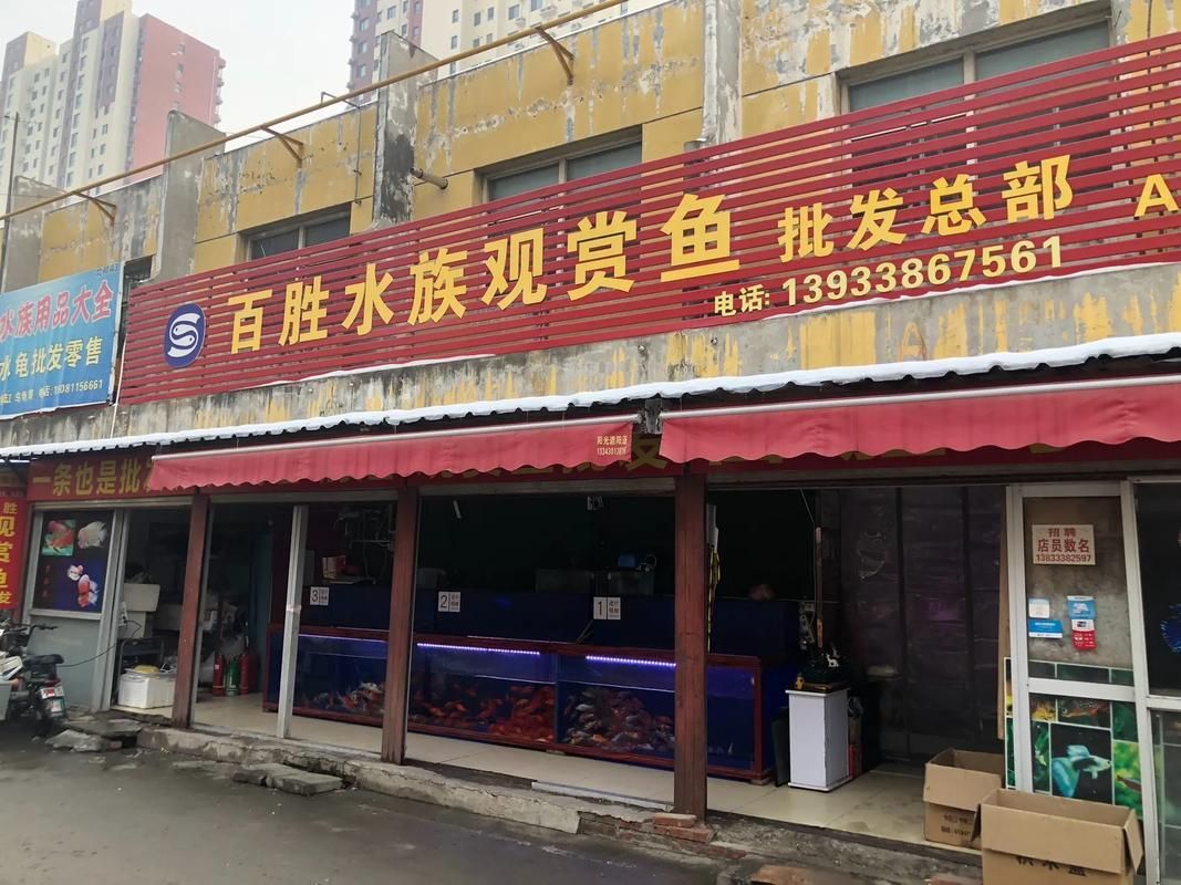 石家莊觀賞魚批發(fā)市場(chǎng)是華北地區(qū)規(guī)模較大的水族用品交易市場(chǎng)之一，莊觀賞魚批發(fā)市場(chǎng)是華北地區(qū)規(guī)模較大的水族用品交易市場(chǎng)之一