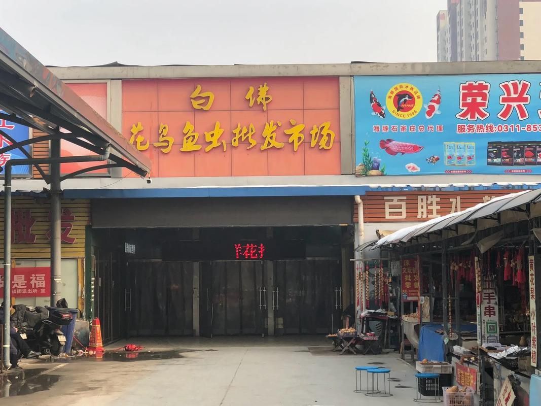 石家莊觀賞魚批發(fā)市場(chǎng)是華北地區(qū)規(guī)模較大的水族用品交易市場(chǎng)之一，莊觀賞魚批發(fā)市場(chǎng)是華北地區(qū)規(guī)模較大的水族用品交易市場(chǎng)之一