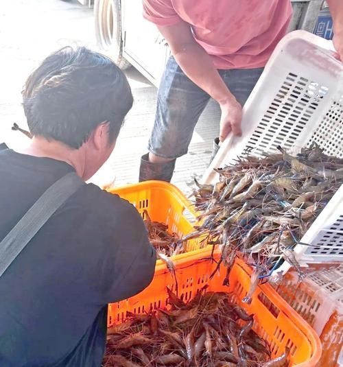 肇慶觀賞魚(yú)批發(fā)市場(chǎng)是一個(gè)充滿活力和活力和商機(jī)的市場(chǎng)，廣東肇慶觀賞魚(yú)批發(fā)市場(chǎng)