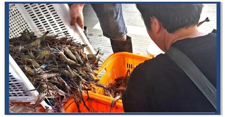 肇慶觀賞魚(yú)批發(fā)市場(chǎng)是一個(gè)充滿活力和活力和商機(jī)的市場(chǎng)，廣東肇慶觀賞魚(yú)批發(fā)市場(chǎng)