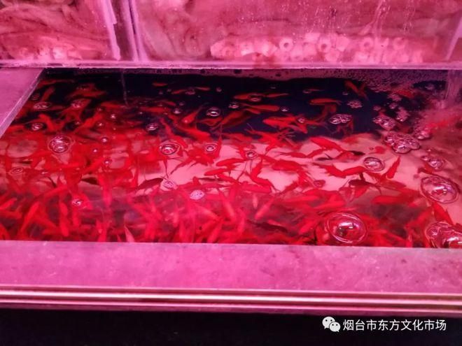煙臺觀賞魚批發市場有哪些高端龍魚品牌祥龍魚場-，煙臺觀賞魚批發市場有哪些知名魚場？