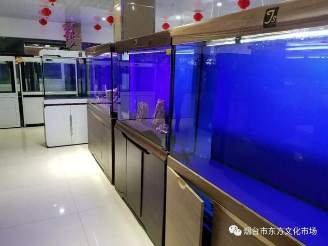 煙臺觀賞魚批發市場有哪些高端龍魚品牌祥龍魚場-，煙臺觀賞魚批發市場有哪些知名魚場？