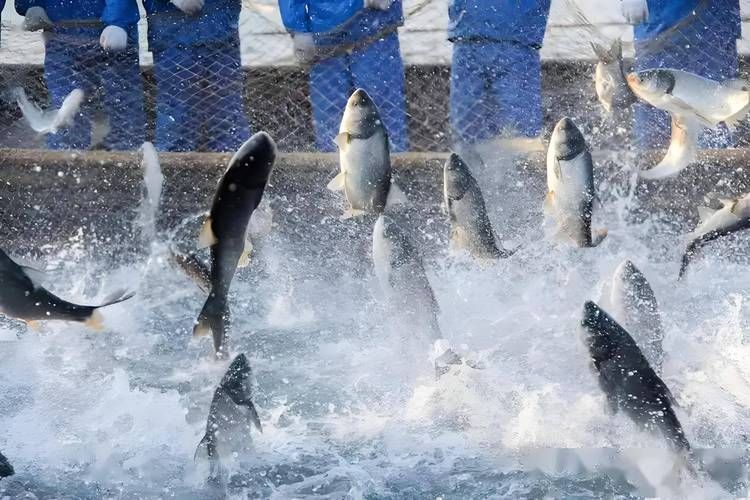 阜陽水族批發(fā)市場有哪些知名商戶？，阜陽水族批發(fā)市場和祥龍魚場品牌營銷有哪些