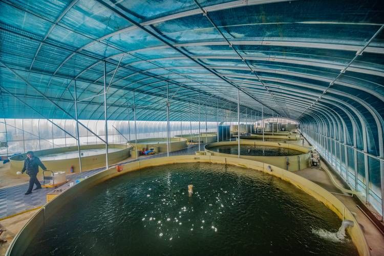 阜陽水族批發(fā)市場有哪些知名商戶？，阜陽水族批發(fā)市場和祥龍魚場品牌營銷有哪些