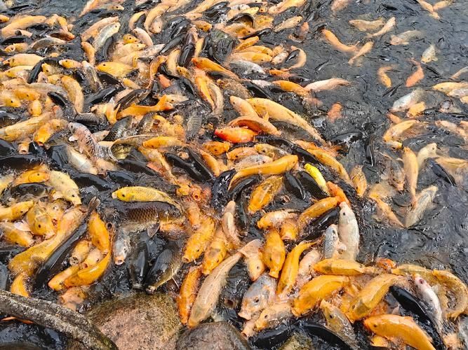 山州觀賞魚批發市場是一個集觀賞魚養殖、銷售和交易為一體的綜合性市場，涼山州觀賞魚批發市場是一個集觀賞魚養殖、銷售和交易為一體的綜合性市場