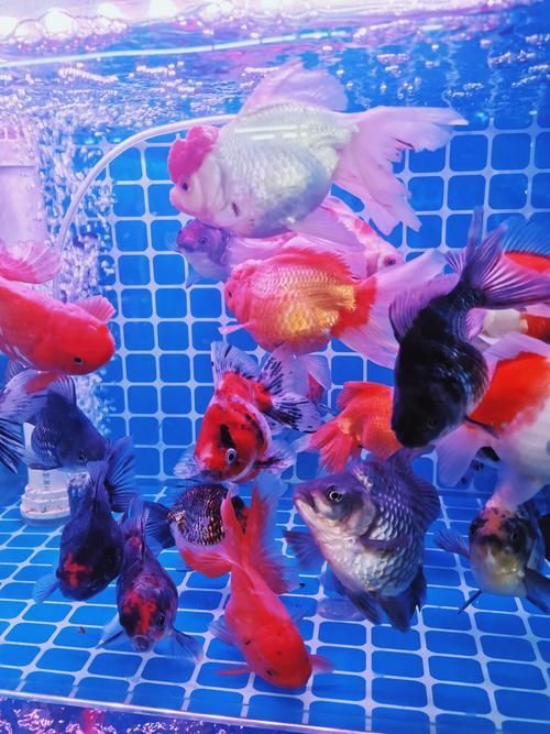 山州觀賞魚批發市場是一個集觀賞魚養殖、銷售和交易為一體的綜合性市場，涼山州觀賞魚批發市場是一個集觀賞魚養殖、銷售和交易為一體的綜合性市場