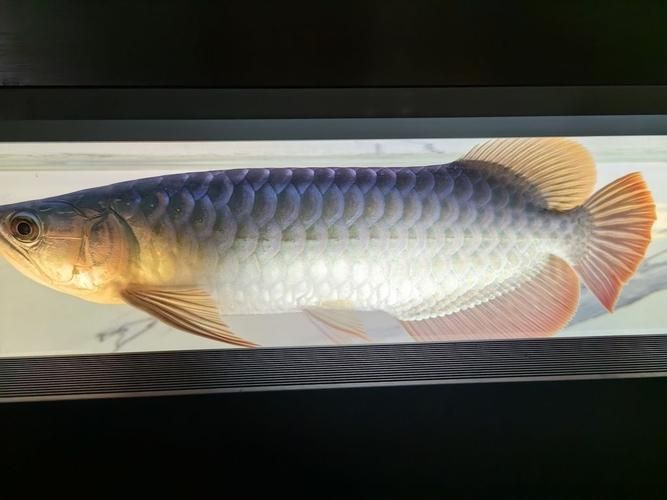 金華魚缸批發(fā)市場的優(yōu)勢，金華魚缸批發(fā)市場和祥龍魚場品牌營銷的具體策略是什么