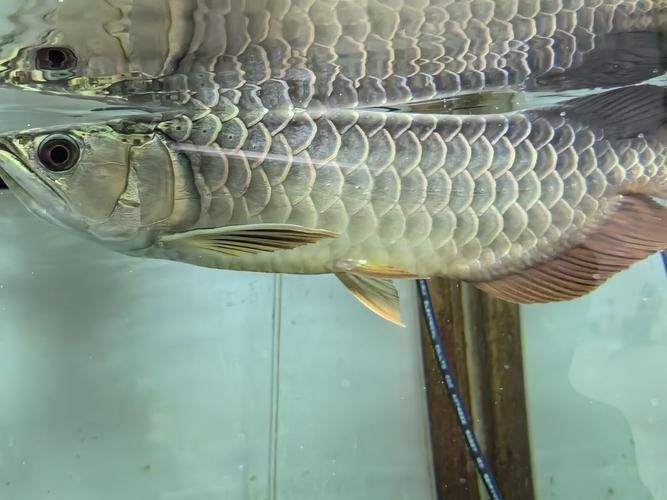浙江臺州州水族批發(fā)市場，臺州州水族批發(fā)市場