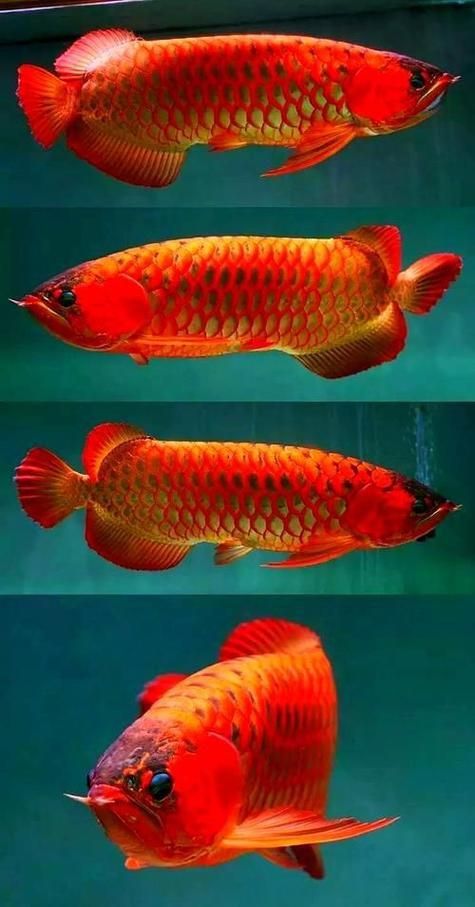 浙江臺州州水族批發(fā)市場，臺州州水族批發(fā)市場