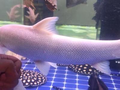 古典藍龍魚用什么燈比較好，古典藍龍魚用什么燈好看