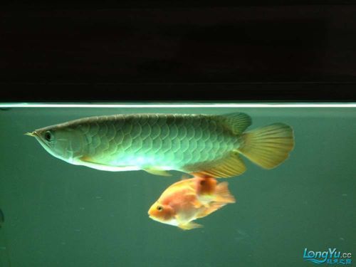 祥龍魚場(chǎng)與惠州市場(chǎng)合作模式對(duì)比表，惠州龍魚批發(fā)市場(chǎng)-祥龍魚場(chǎng)