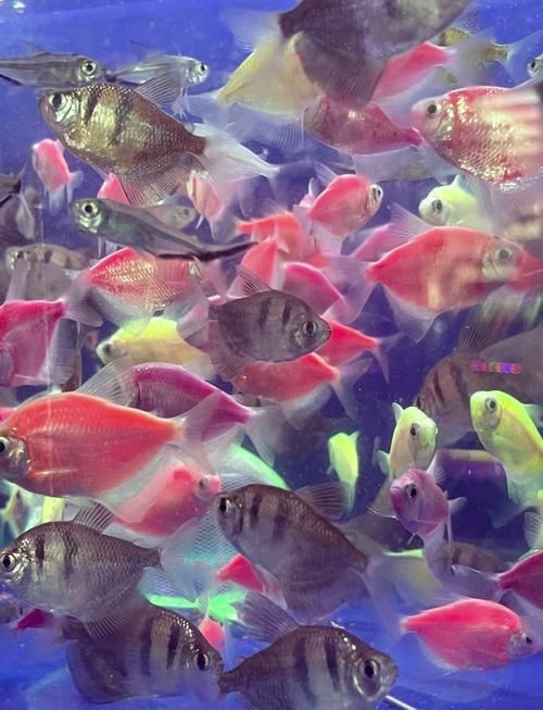 泰安觀賞魚批發市場位于山東省泰安觀賞魚批發市場，山東泰安觀賞魚批發市場