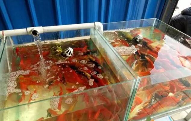 泰安觀賞魚批發市場位于山東省泰安觀賞魚批發市場，山東泰安觀賞魚批發市場