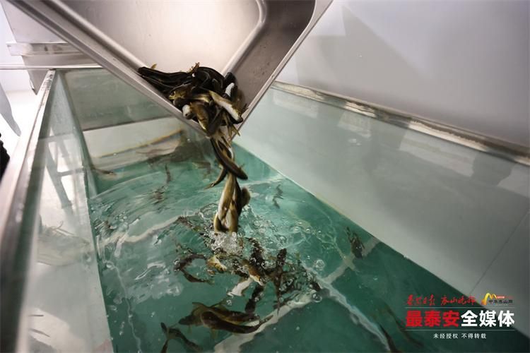 泰安觀賞魚批發市場位于山東省泰安觀賞魚批發市場，山東泰安觀賞魚批發市場