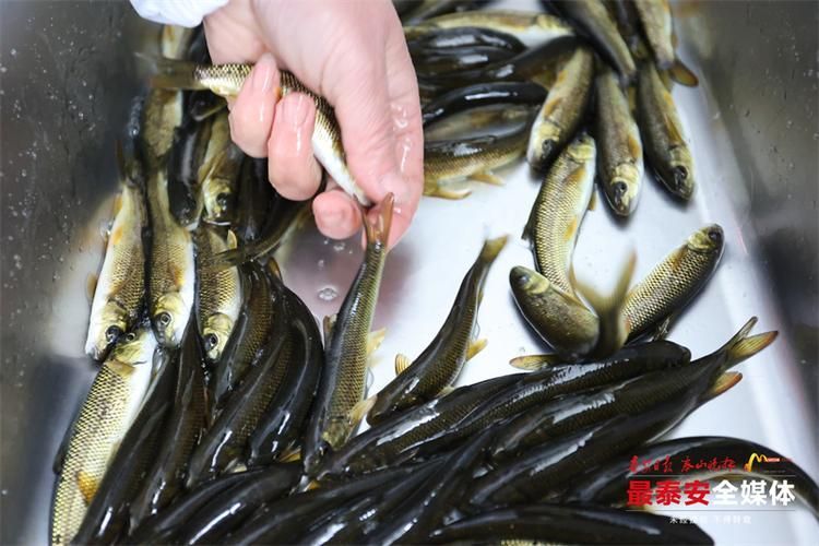 泰安觀賞魚批發市場位于山東省泰安觀賞魚批發市場，山東泰安觀賞魚批發市場