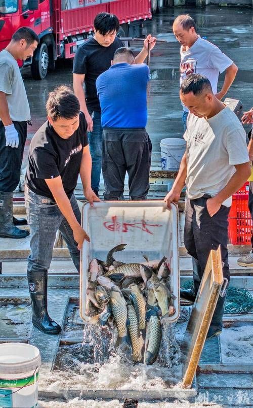 荊州水族批發(fā)市場(chǎng)的潛力是什么祥龍魚(yú)場(chǎng)的品牌定位是什么，湖北荊州水族批發(fā)市場(chǎng)