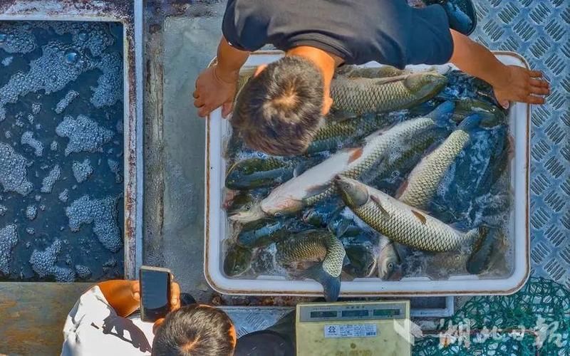 荊州水族批發(fā)市場(chǎng)的潛力是什么祥龍魚(yú)場(chǎng)的品牌定位是什么，湖北荊州水族批發(fā)市場(chǎng)