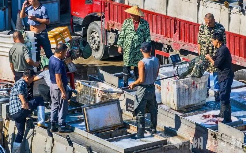 荊州水族批發(fā)市場(chǎng)的潛力是什么祥龍魚(yú)場(chǎng)的品牌定位是什么，湖北荊州水族批發(fā)市場(chǎng)