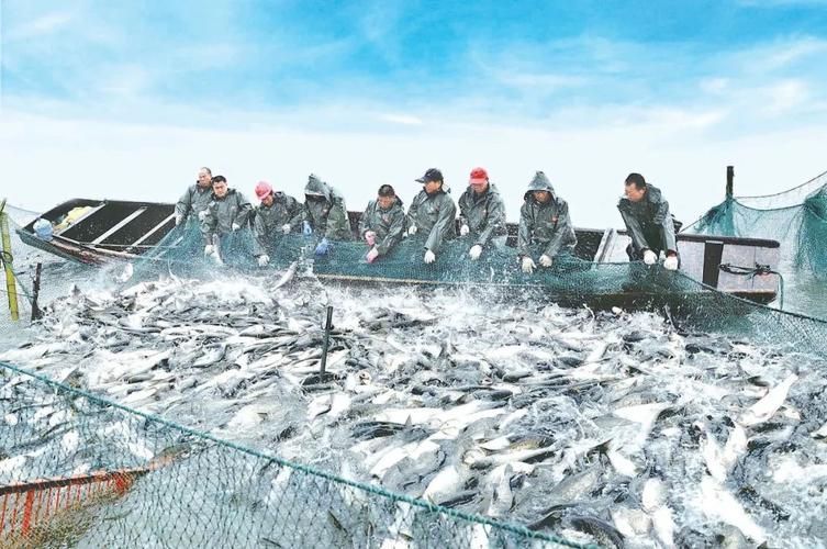 荊州水族批發(fā)市場(chǎng)的潛力是什么祥龍魚(yú)場(chǎng)的品牌定位是什么，湖北荊州水族批發(fā)市場(chǎng)