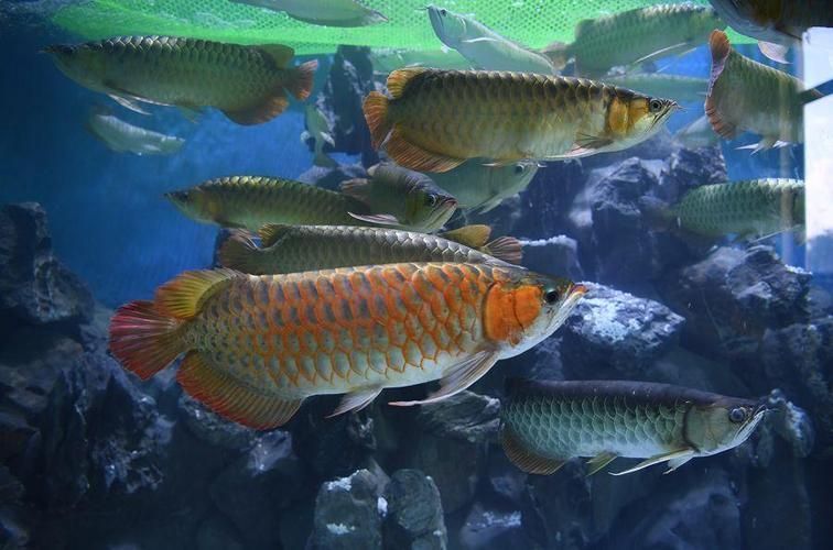 龍魚批發市場是一個集養殖、交易和物流于一體的大型水族市場，喀什地區龍魚批發市場是一個集養殖、交易和物流于一體的大型水族市場