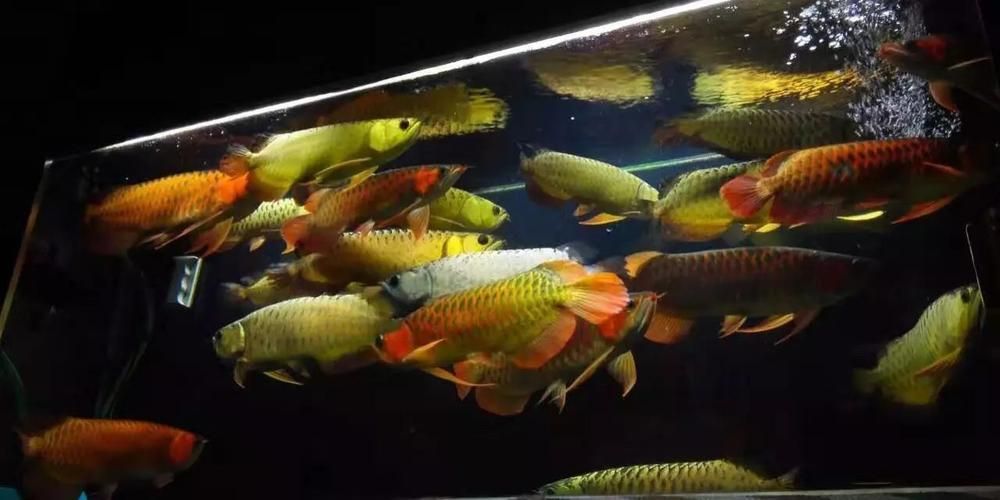 祥龍魚場與揭陽市場合作模式對比表，揭陽龍魚批發(fā)市場與揭陽市場合作模式對比表 祥龍魚場與揭陽市場合作模式對比表，揭陽龍魚批發(fā)市場與揭陽市場合作模式對比表 vs祥龍魚場 第9張