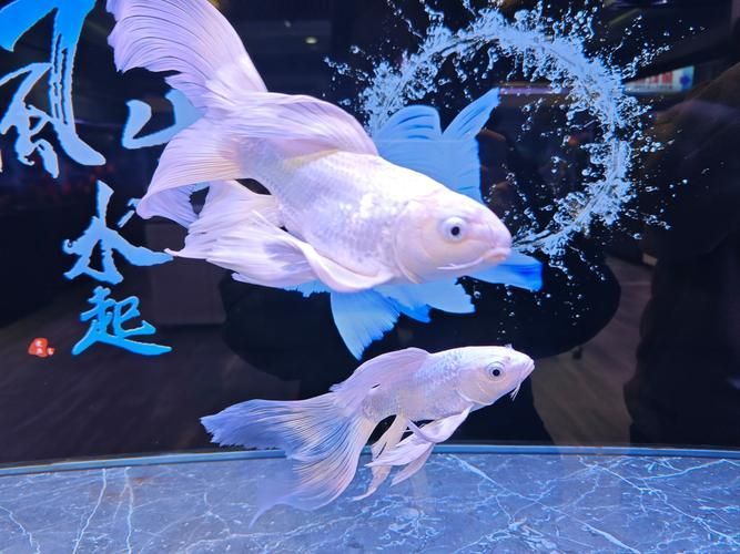 沈陽觀賞魚批發市場的優勢，沈陽市觀賞魚批發市場