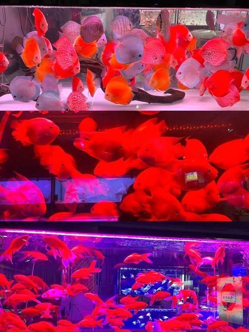 沈陽觀賞魚批發市場的優勢，沈陽市觀賞魚批發市場