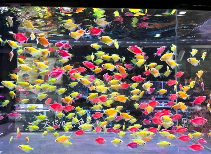 沈陽觀賞魚批發市場的優勢，沈陽市觀賞魚批發市場