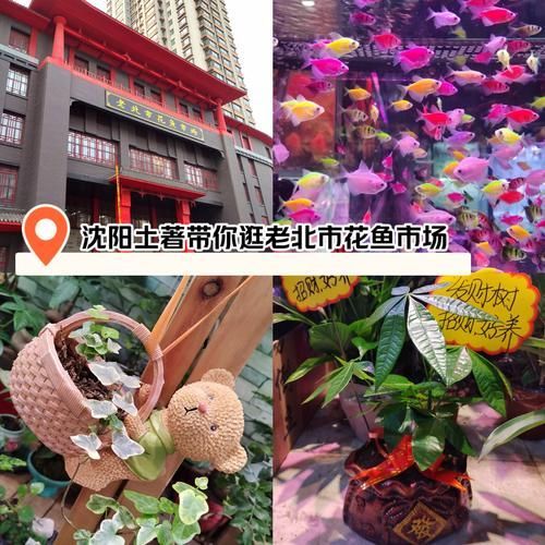 沈陽觀賞魚批發市場的優勢，沈陽市觀賞魚批發市場
