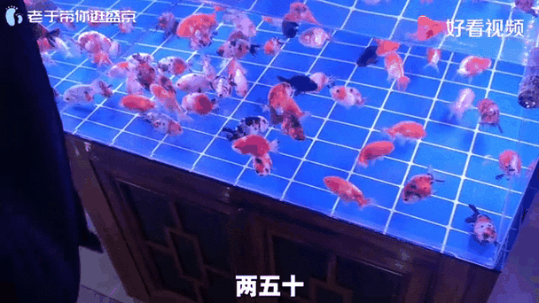 沈陽觀賞魚批發市場的優勢，沈陽市觀賞魚批發市場
