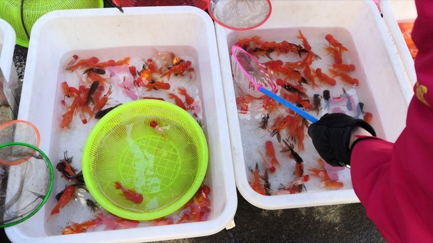 沈陽觀賞魚批發市場的優勢，沈陽市觀賞魚批發市場
