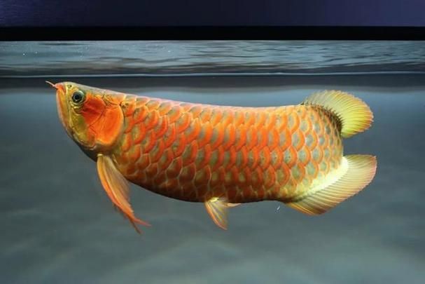 南昌龍魚批發(fā)市場有哪些知名商戶？，南昌龍魚市場商戶對比表
