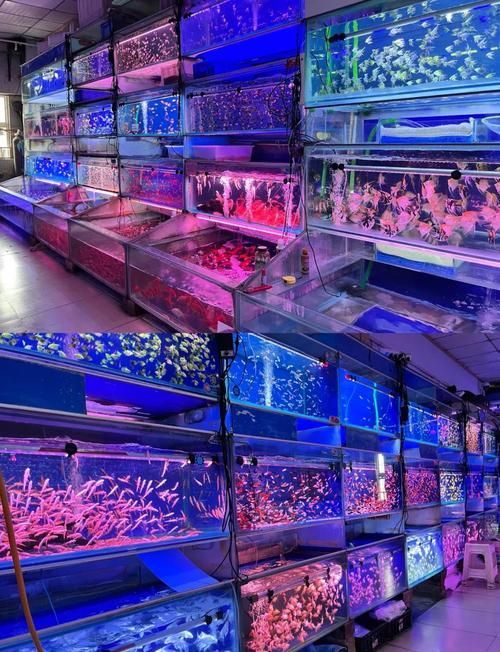 南昌龍魚批發(fā)市場有哪些知名商戶？，南昌龍魚市場商戶對比表