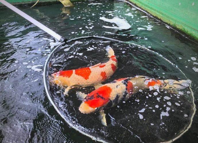 駐馬店魚缸批發市場，祥龍魚場，駐馬店標準魚缸批發市場