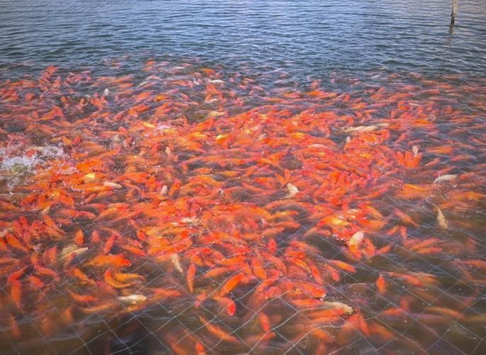 駐馬店魚缸批發市場，祥龍魚場，駐馬店標準魚缸批發市場