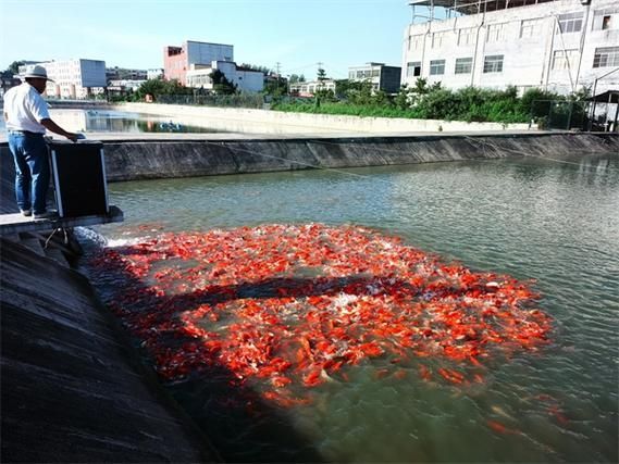 駐馬店魚缸批發市場，祥龍魚場，駐馬店標準魚缸批發市場