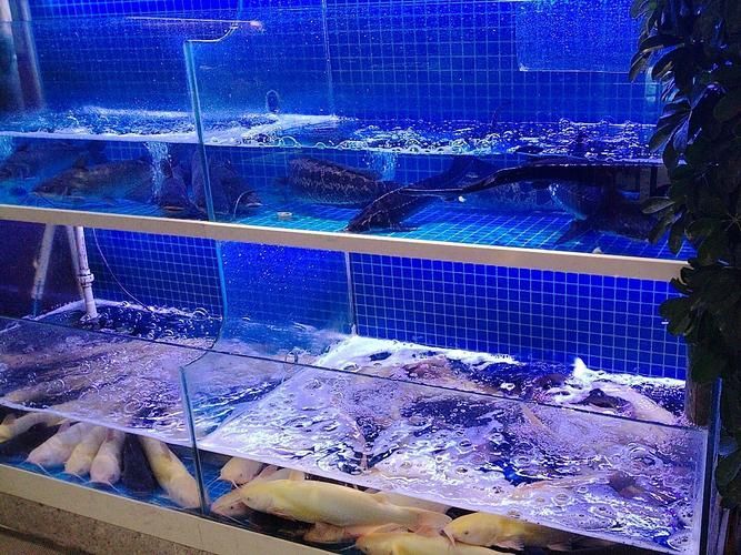 上饒水族批發市場是一個集水族養殖、銷售、觀賞和文化交流于一體的綜合性市場，上饒水族批發市場-祥龍魚場